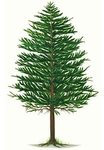 pinetree